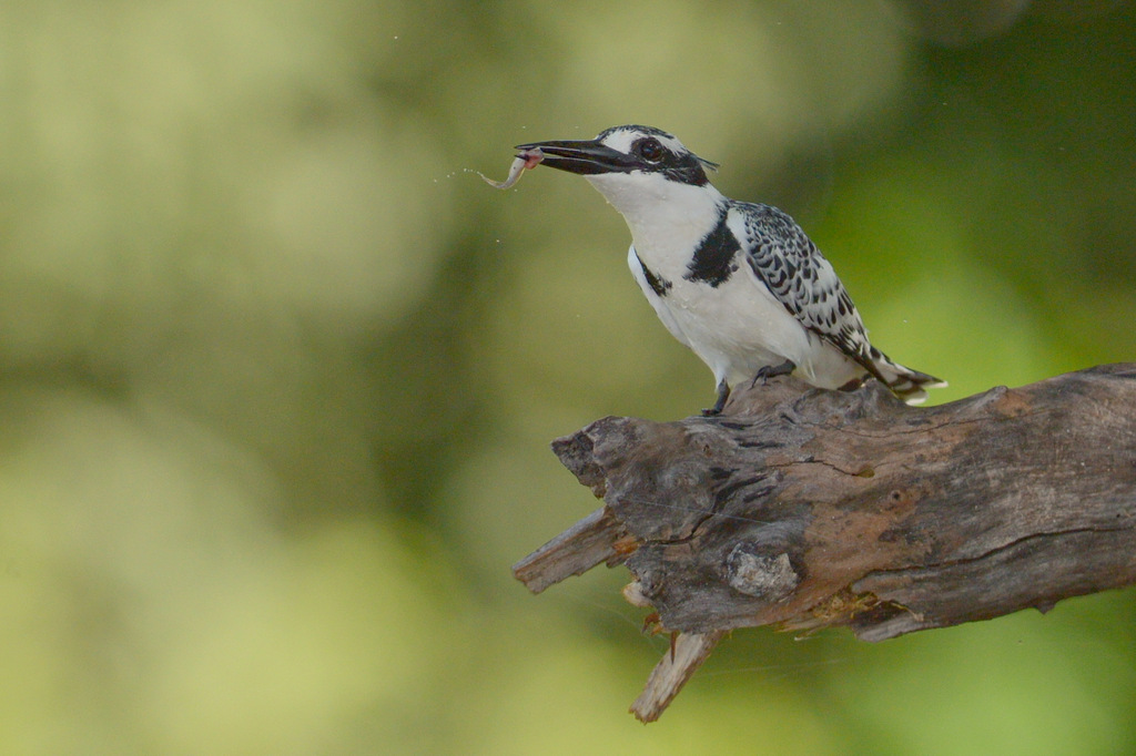 Martin-pêcheur pie/Pied Kingfisher  (1)