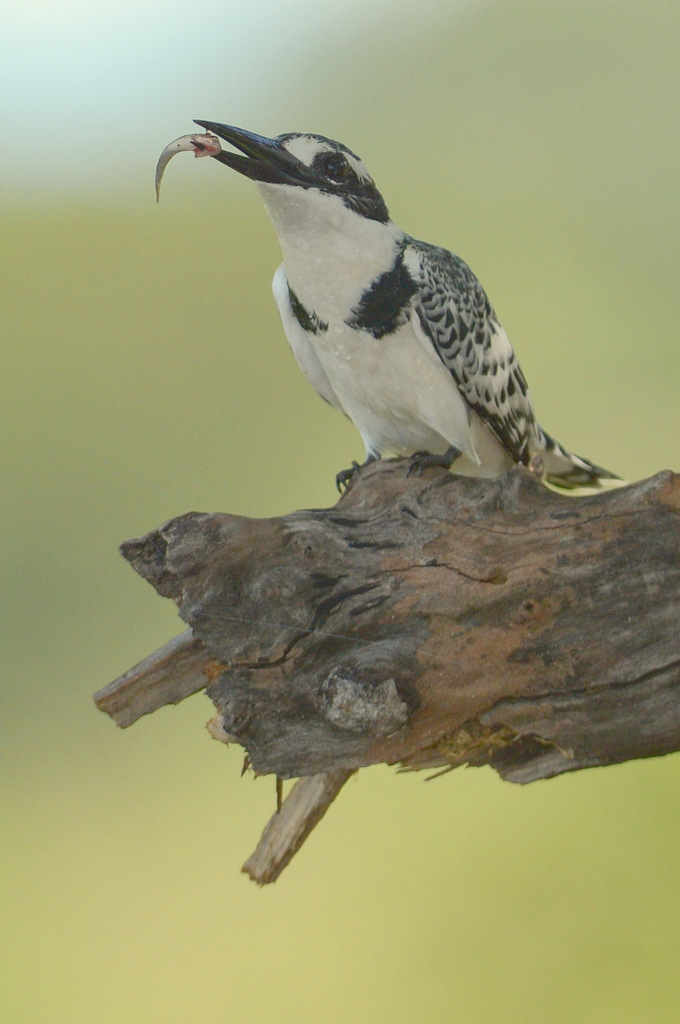 Martin-pêcheur pie/Pied Kingfisher (2)