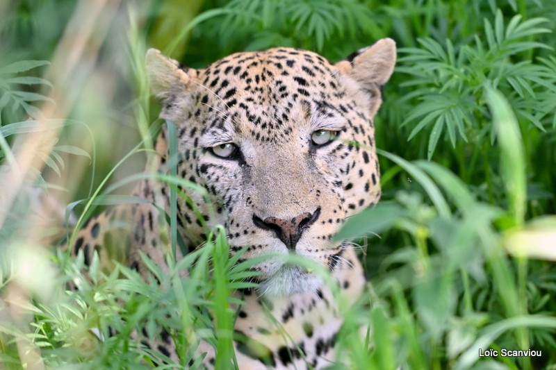 Léopard/Leopard (38)