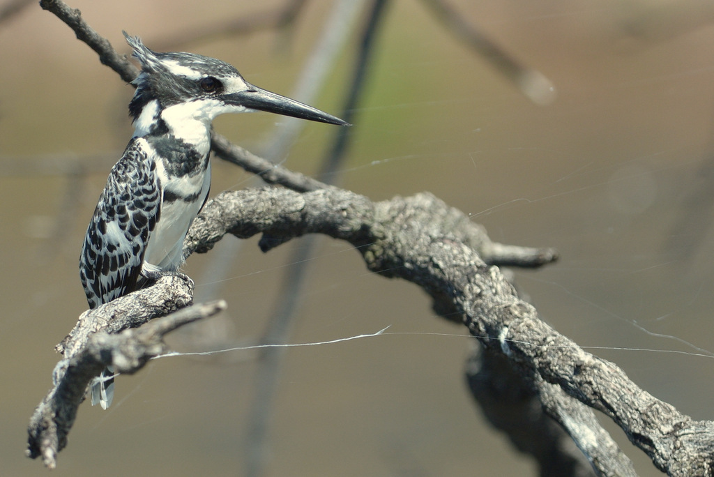 Martin-pêcheur pie/Pied Kingfisher (3)