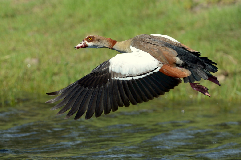 Ouette d'Egypte/Egyptian Goose (1)
