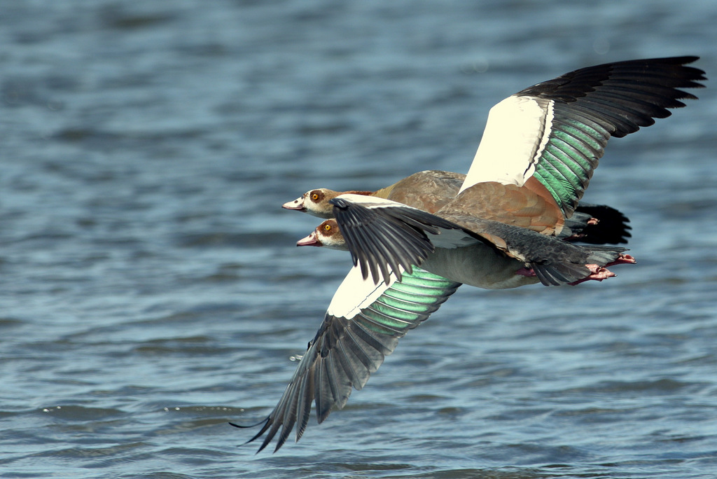 Ouette d'Egypte/Egyptian Goose (2)