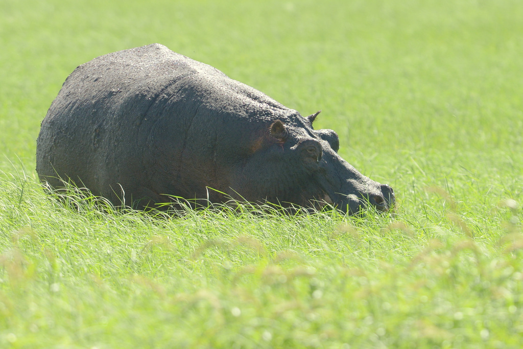 Hippopotame/Hippopotamus (3)