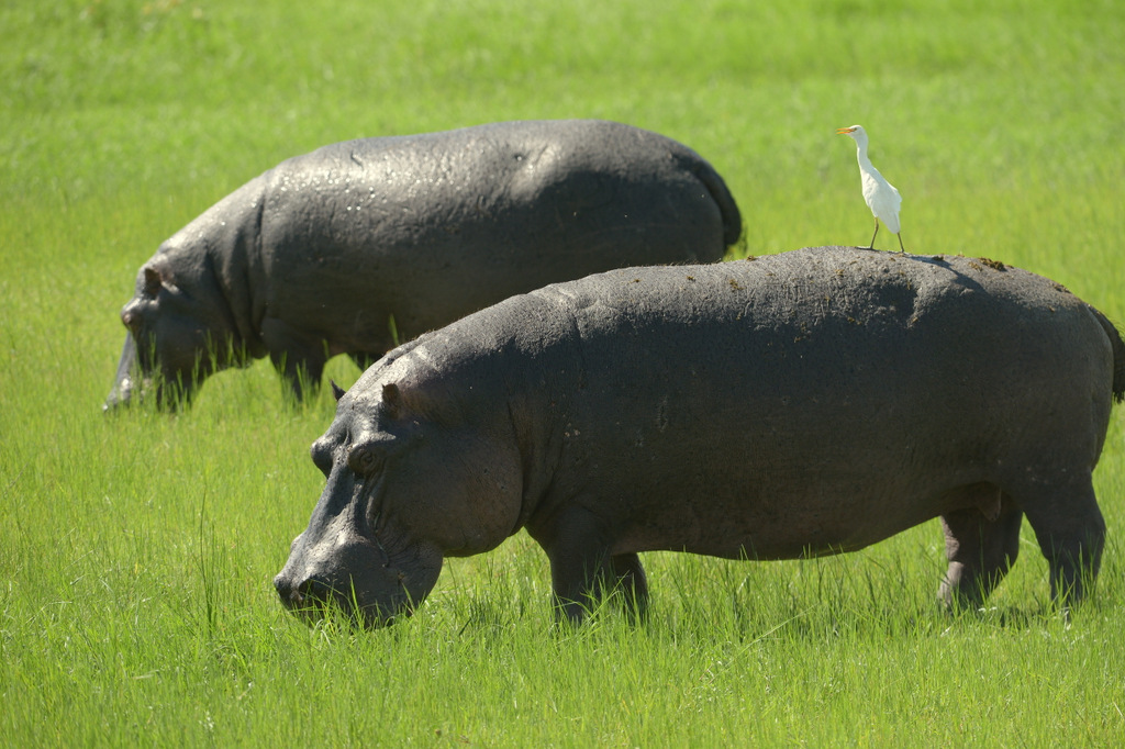 Hippopotame/Hippopotamus (4)