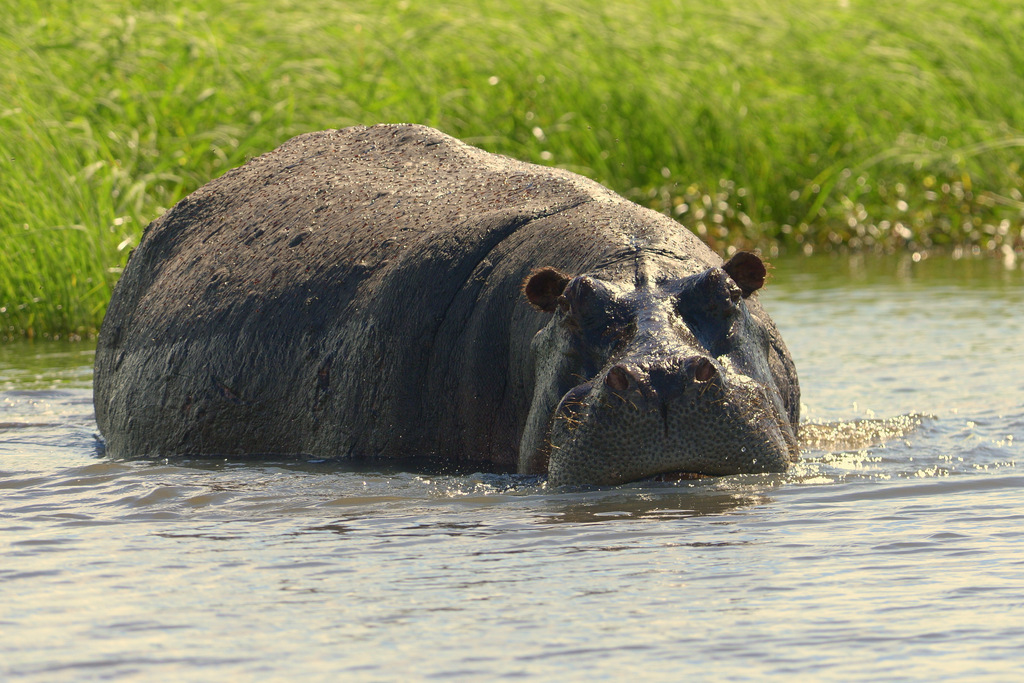 Hippopotame/Hippopotamus (5)