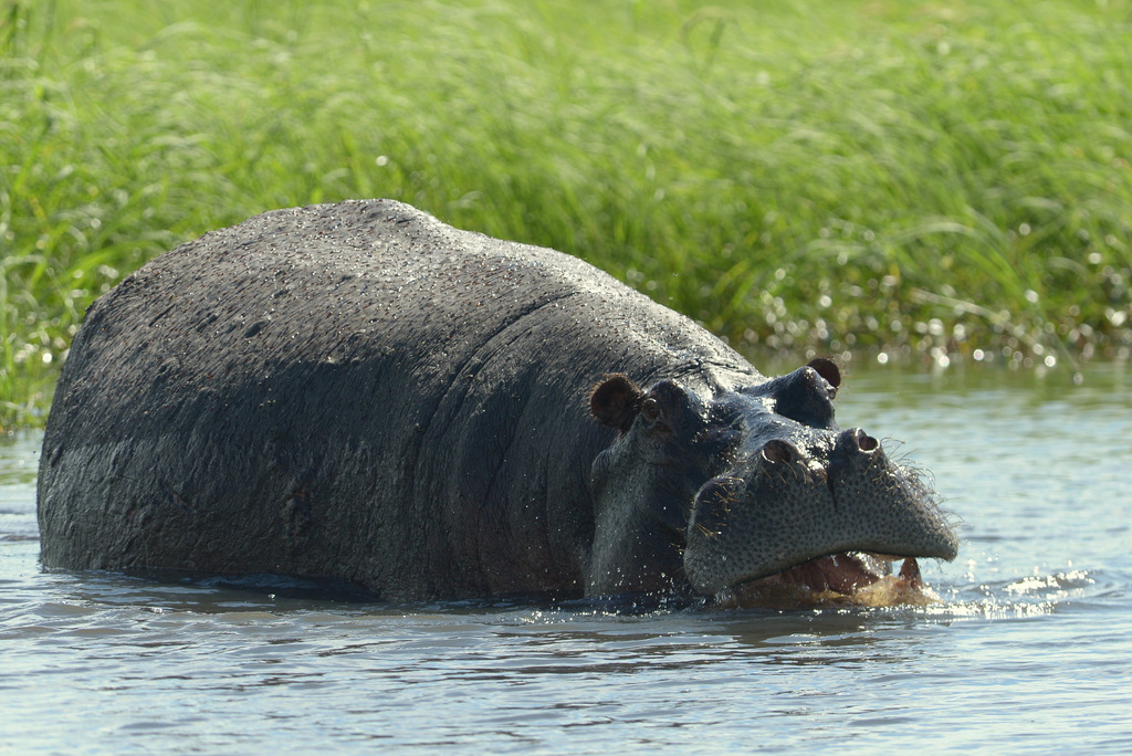 Hippopotame/Hippopotamus( 6)