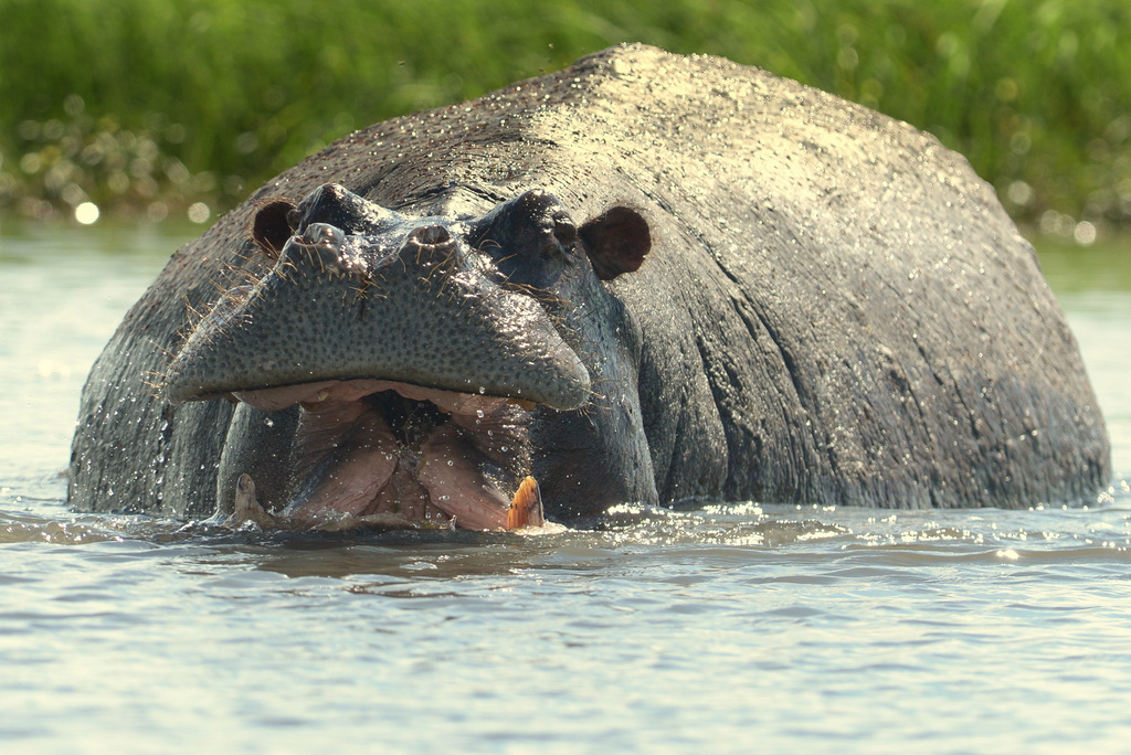 Hippopotame/Hippopotamus (7)