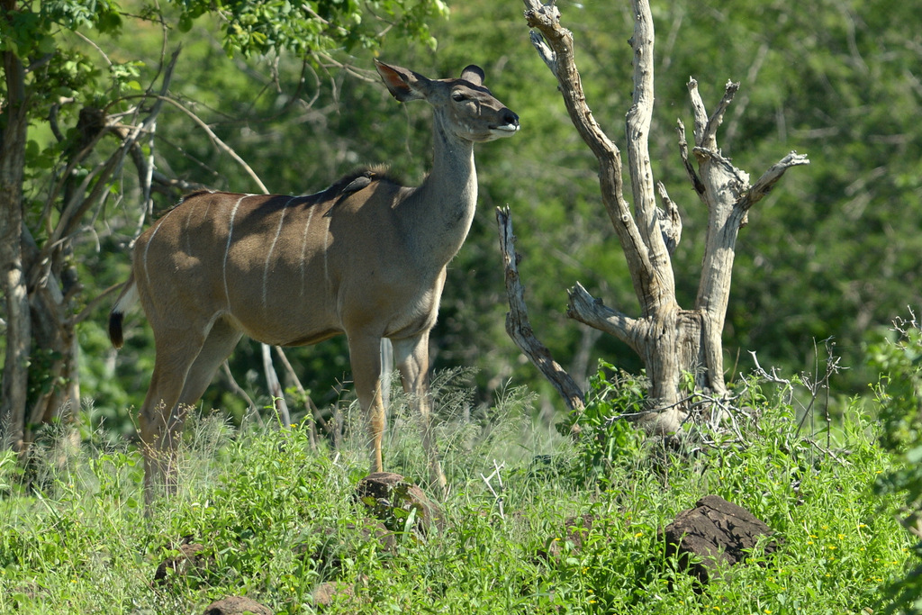 Koudou/Kudu (2)