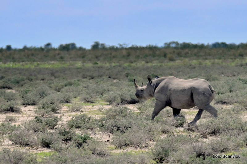 Rhinocéros noir/Black Rhinoceros (1)