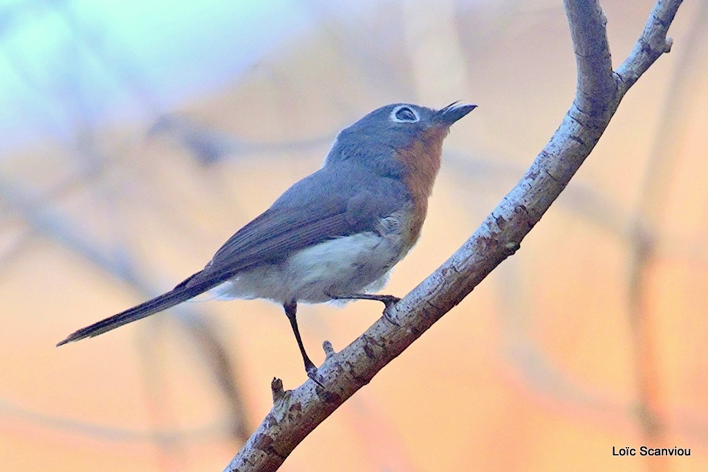 Monarque mélanésien/Melanesian Flycatcher (2)