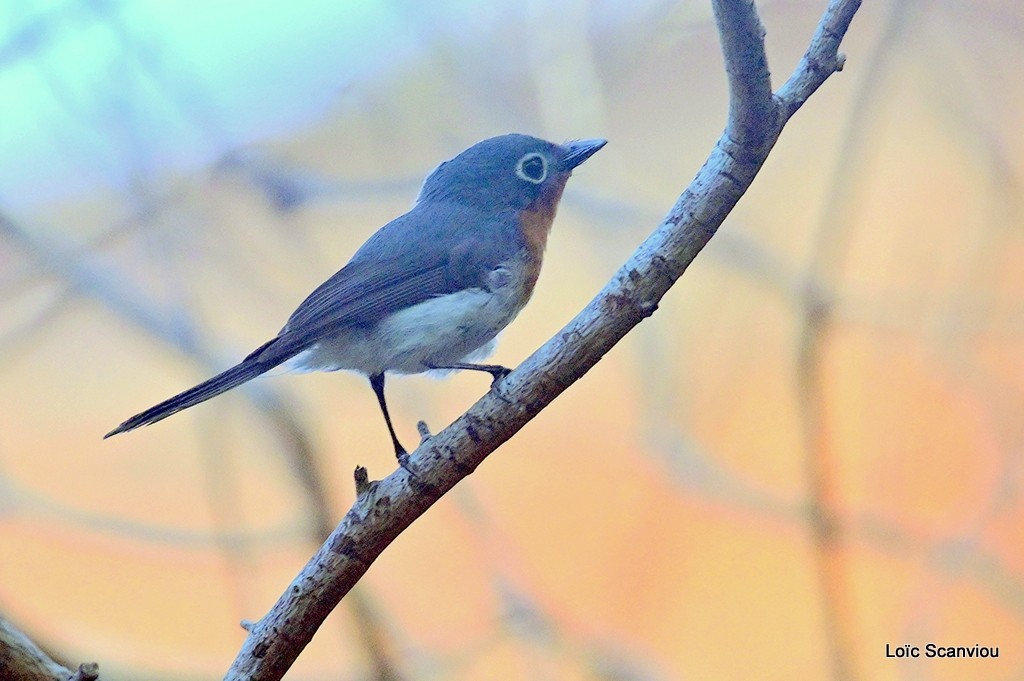 Monarque mélanésien/Melanesian Flycatcher (1)