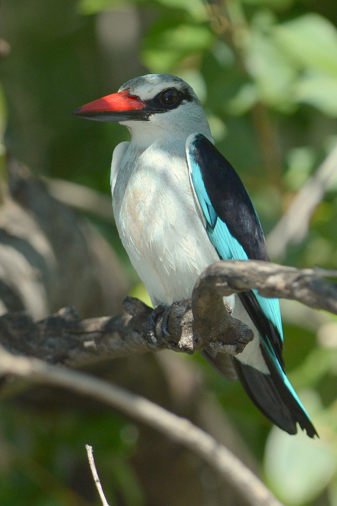 Martin-chasseur du Sénégal/Woodland Kingfisher (1)