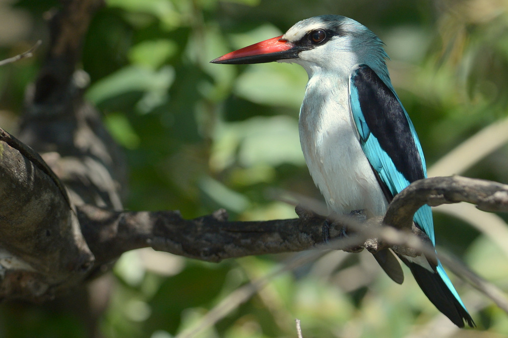 Martin-chasseur du Sénégal/Woodland Kingfisher (2)
