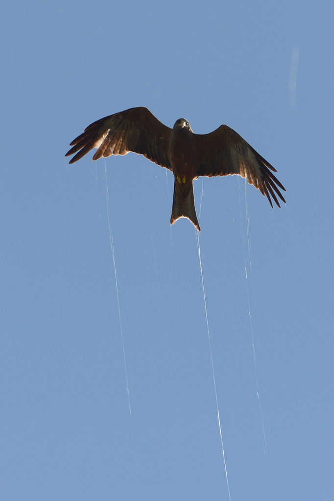 Milan à bec jaune/Yellow-billed Kite (2)