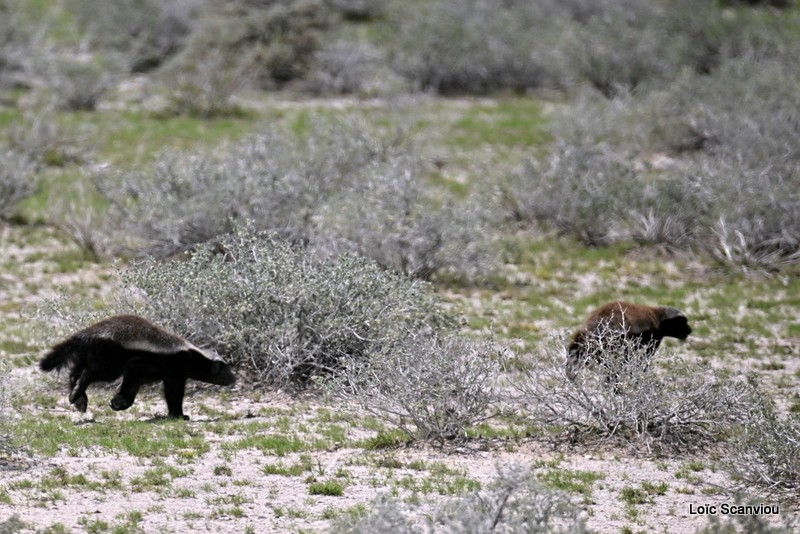 Ratel/Honey Badger (1)