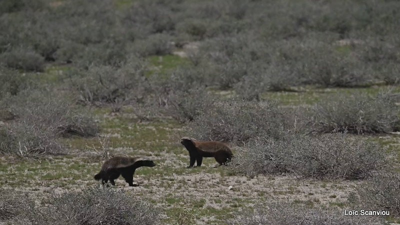 Ratel/Honey Badger (2)