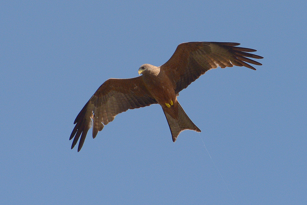Milan à bec jaune/Yellow-billed Kite (3)