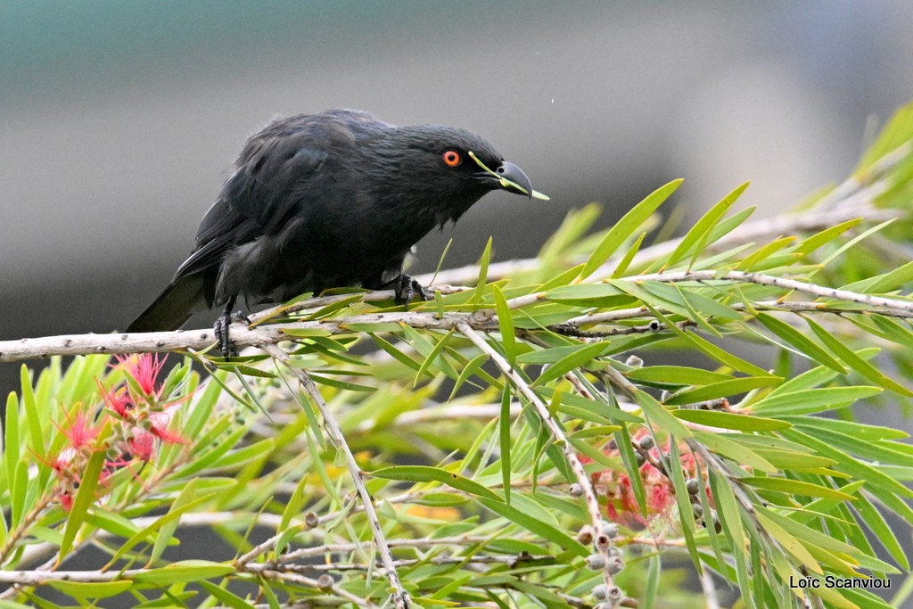 Stourne calédonien/Striated Starling