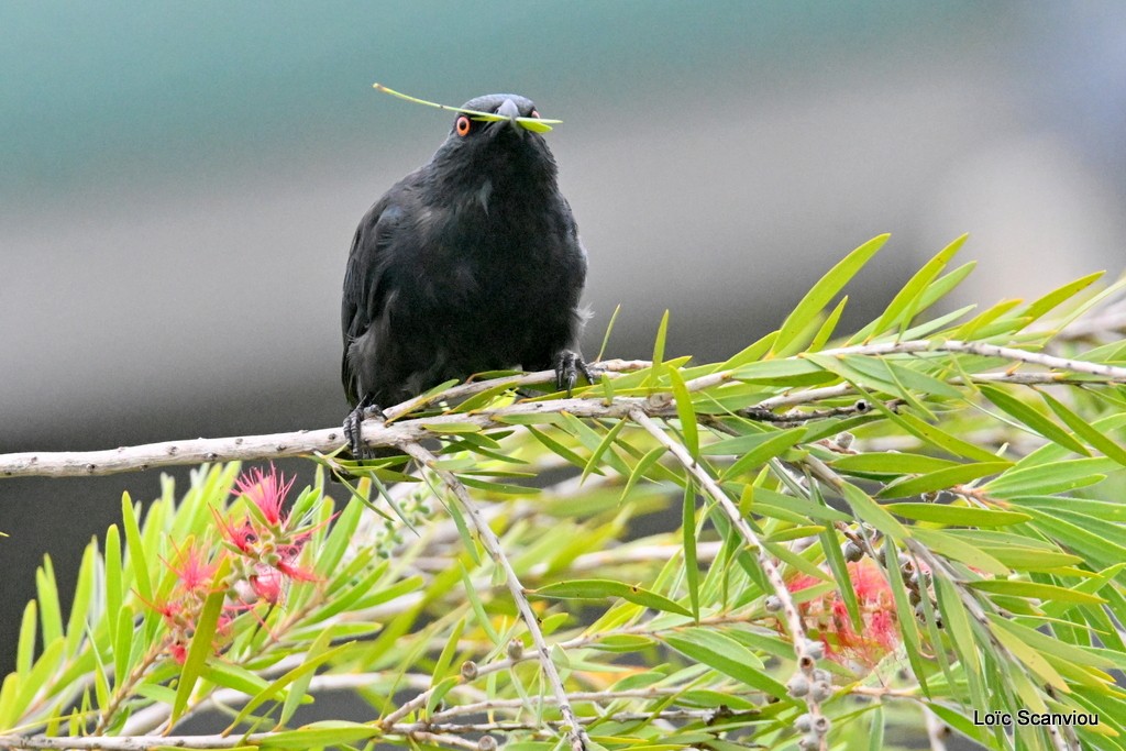 Stourne calédonien/Striated Starling (2)