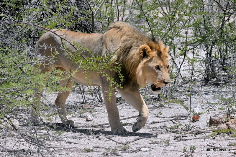 Lion (1)