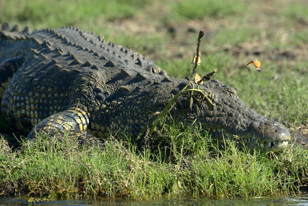 Crocodile (2)