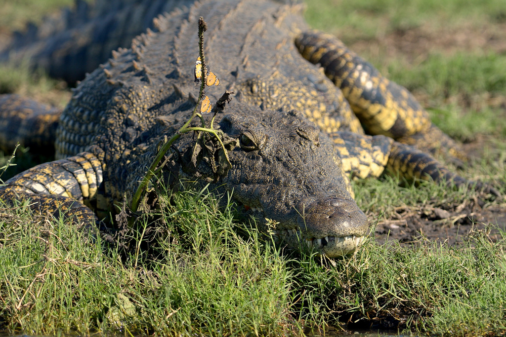 Crocodile (3)