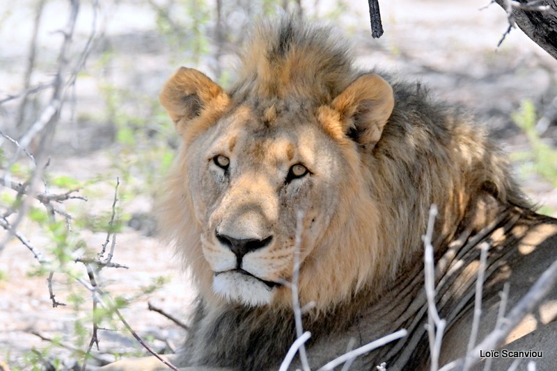 Lion (2)