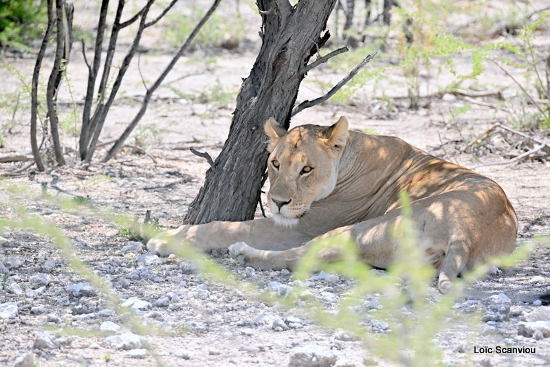 Lionne/Lioness (1)
