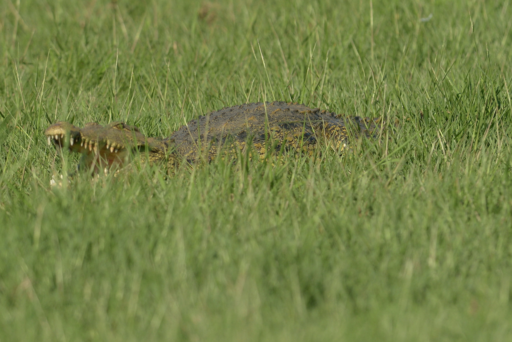 Crocodile (5)