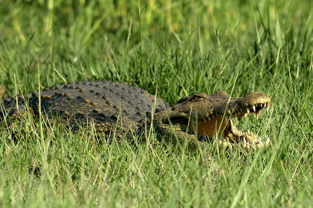 Crocodile (6)