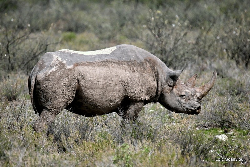 Rhinocéros noir/Black Rhinoceros (2)