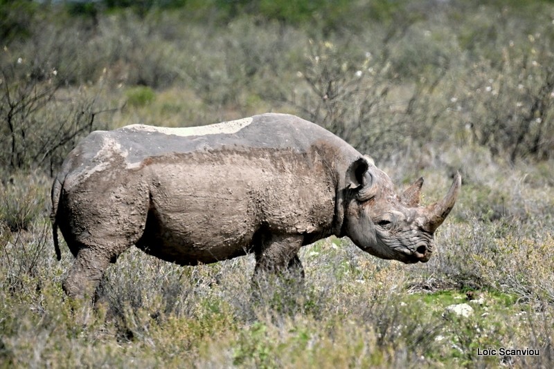 Rhinocéros noir/Black Rhinoceros (3)