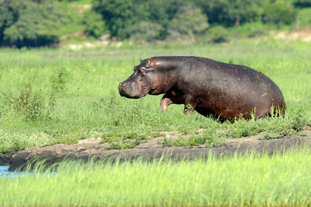 Hippopotame/Hippopotamus (8)