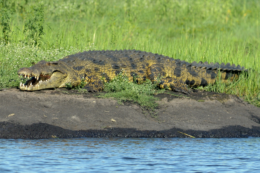 Crocodile (7)