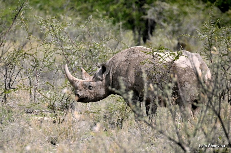 Rhinocéros noir/Black Rhinoceros (5)
