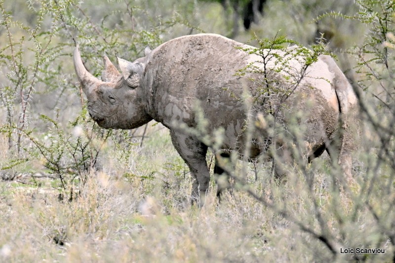 Rhinocéros noir/Black Rhinoceros (6)