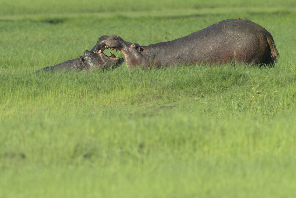 Combat d'hippos (1)