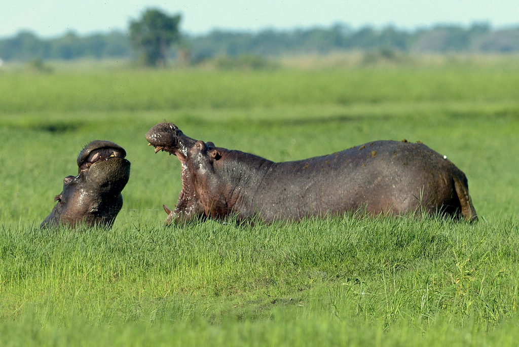 Combat d'hippos (2)