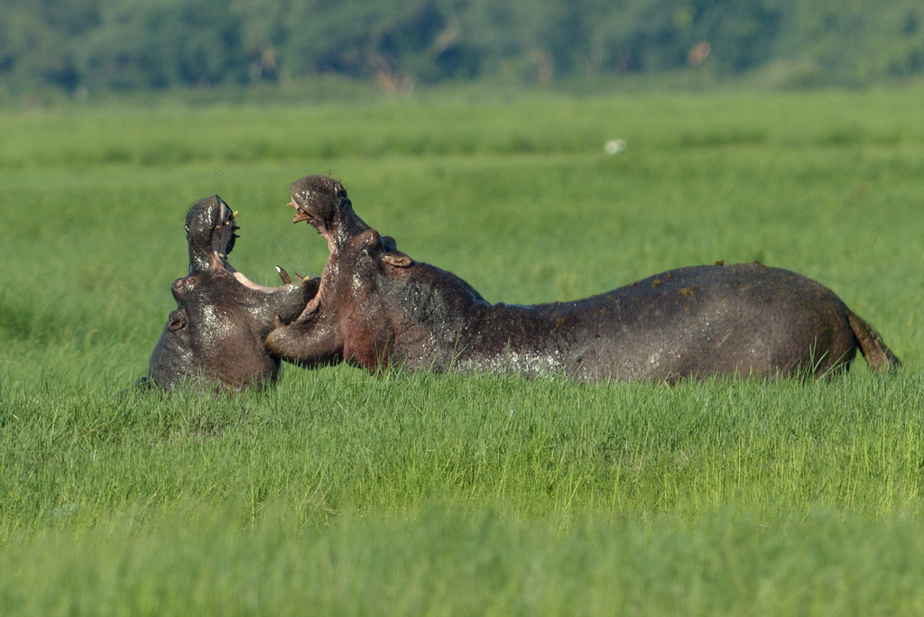Combat d'hippos (3)