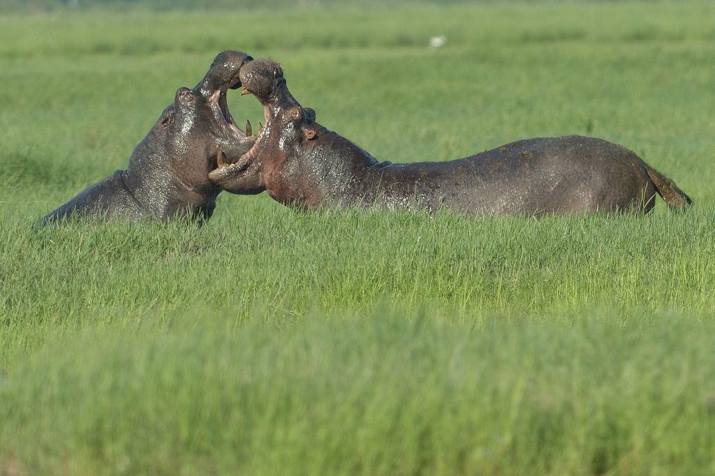 Combat d'hippos (4)