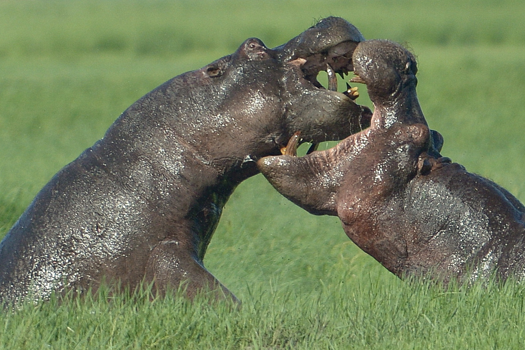 Combat d'hippos (5)