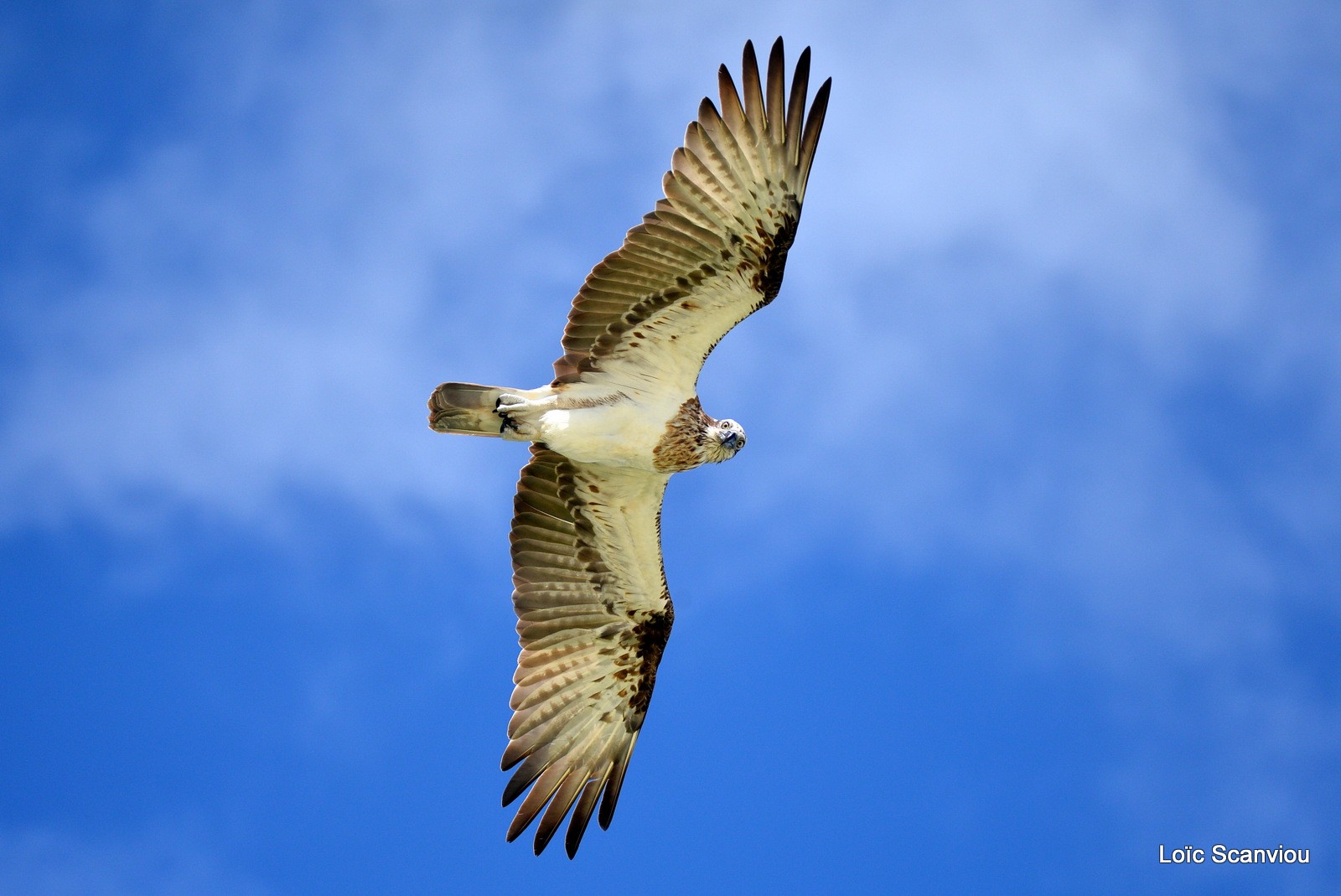 Balbuzard pêcheur/Osprey (19)