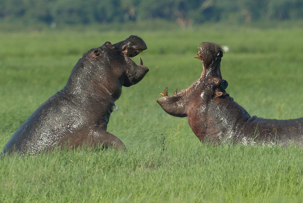 Combat d'hippos (6)