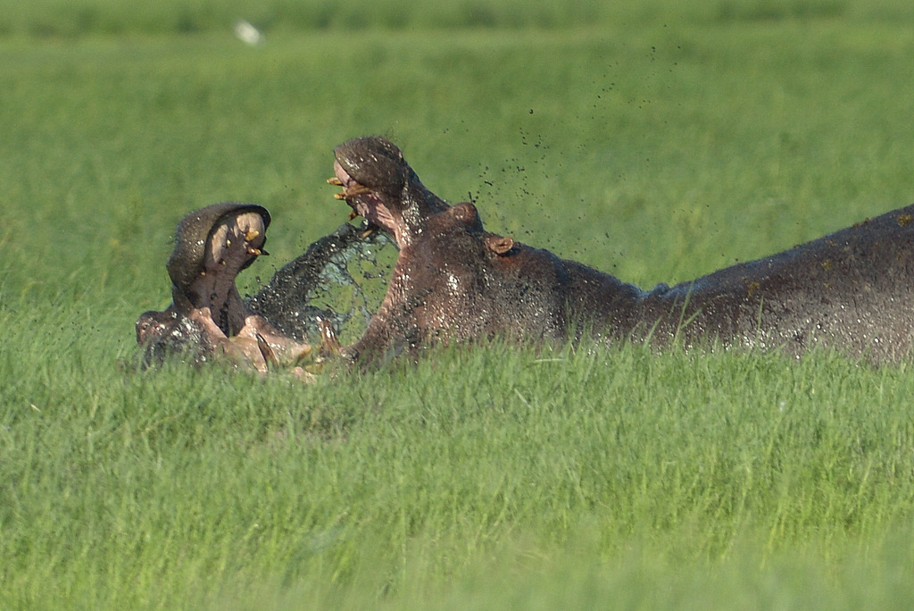 Combat d'hippos (7)