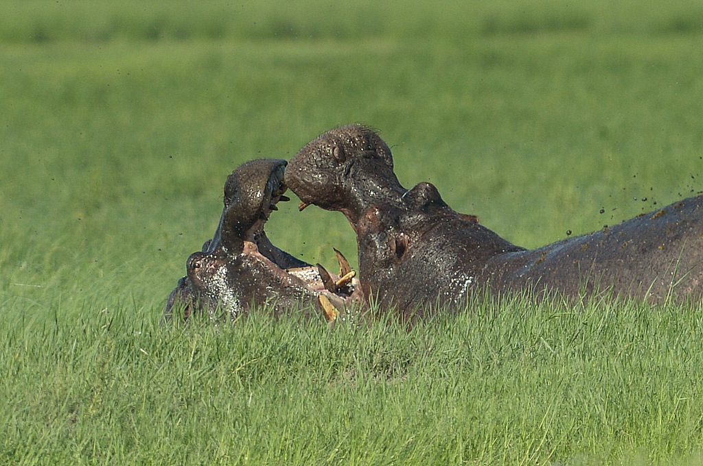 Combat d'hippos (8)
