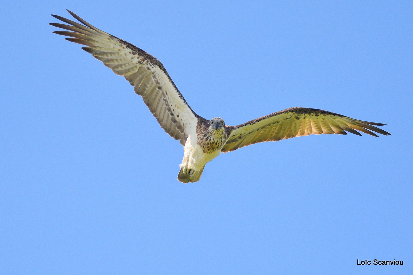 Balbuzard pêcheur/Osprey (21)
