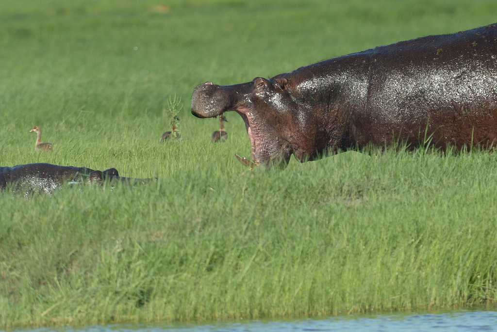 Combat d'hippos (9)