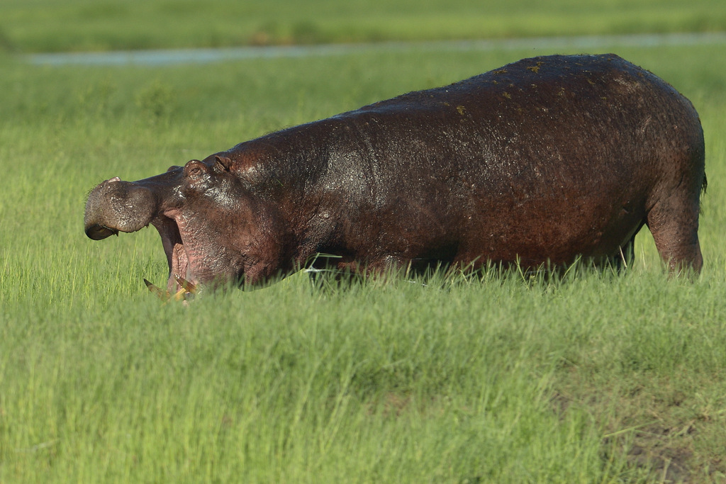 Combat d'hippos (10)