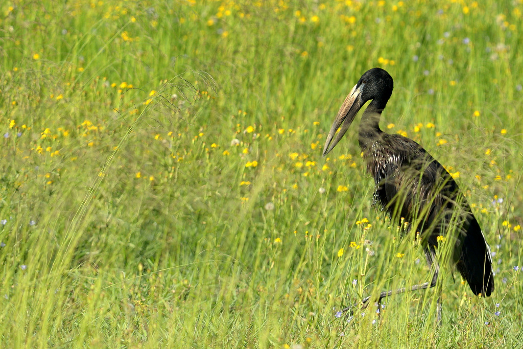 Bec-ouvert d'Afrique/African Openbill Stork (1)
