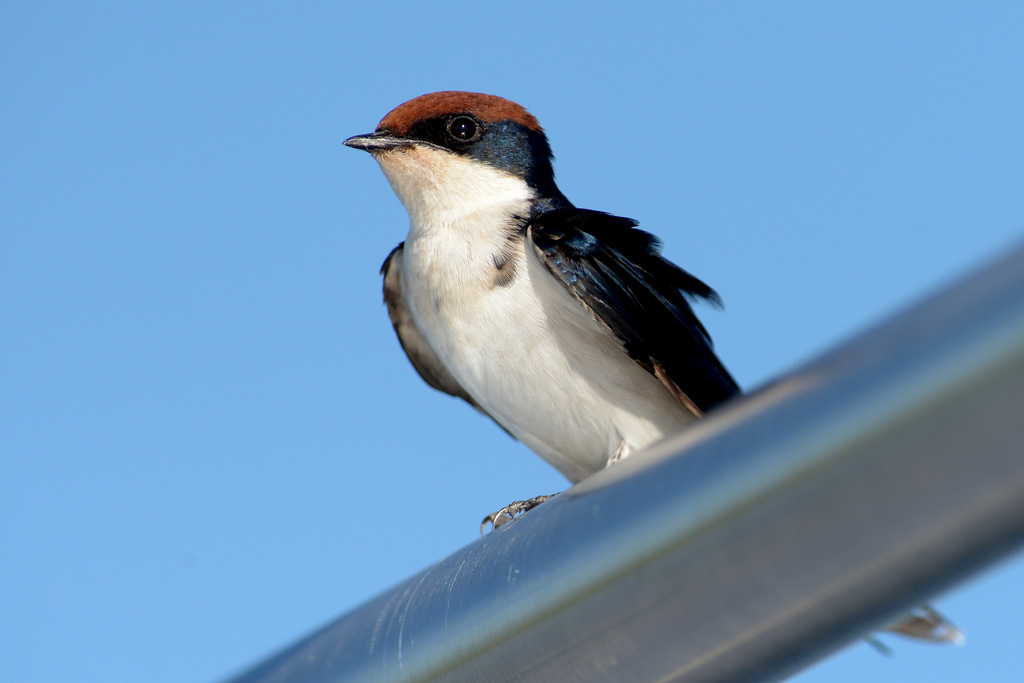Hirondelle à longs brins/Wire-tailes Swallow (1)